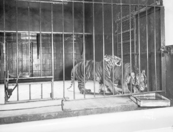 Tiger cubs, Apollo and Hercules, standing in a cage at the Henry Vilas Zoo (Vilas Park Zoo), purchased through a fund drive by <i>The Capital Times</i> and RKO theaters.