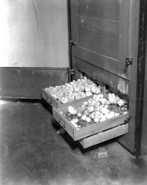 Two trays of baby chicks at Klinke Hatchery, 1918 Winnebago Street, showing contrast between chicks fed with Jarvis egg mash and those who weren't.