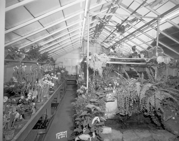 Schade & Cecelia Mullin's Flowers, 1044 South Park Street,. Interior view of the greenhouse showing potted plants.