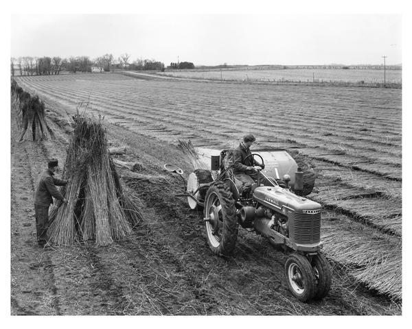 Elevated view of two men harvesting hemp using a McCormick Farmall H tractor and hemp binder No.2. In the background are houses among trees.