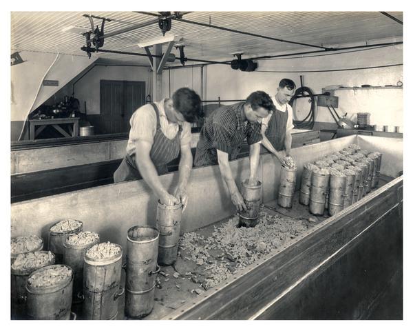 Workers hooping the curd to make cheddar cheese at the Plymouth Cheese factory.