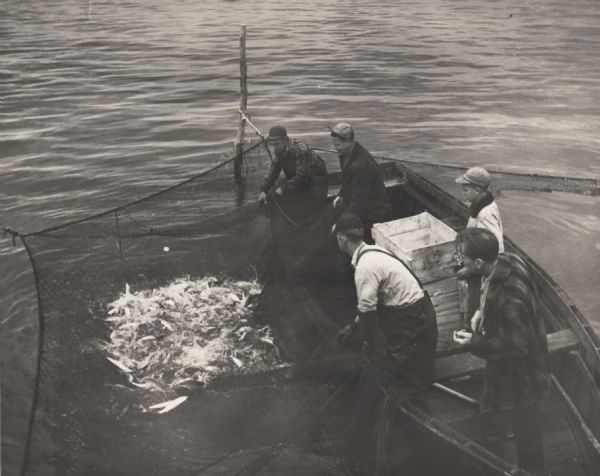 Three fisherman in a boat pulling in a net full of fish on Chequamegon Bay while a man and a boy look on.