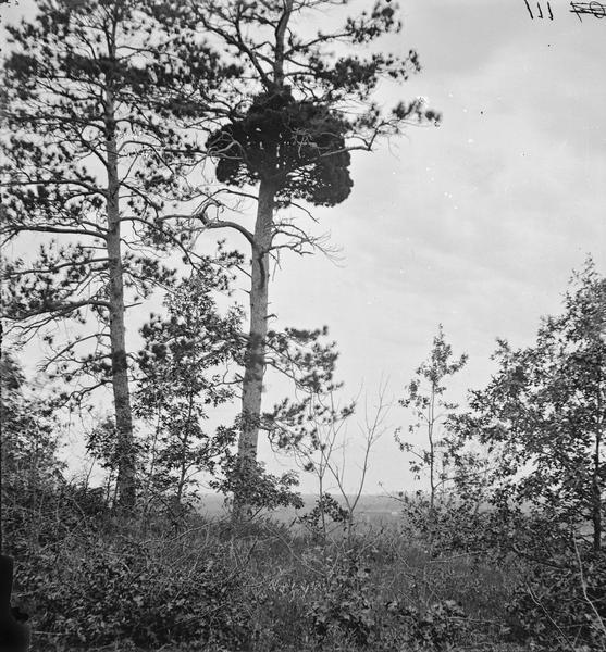 Adams and Juneau Counties; tree where Black Hawk hid before capture.