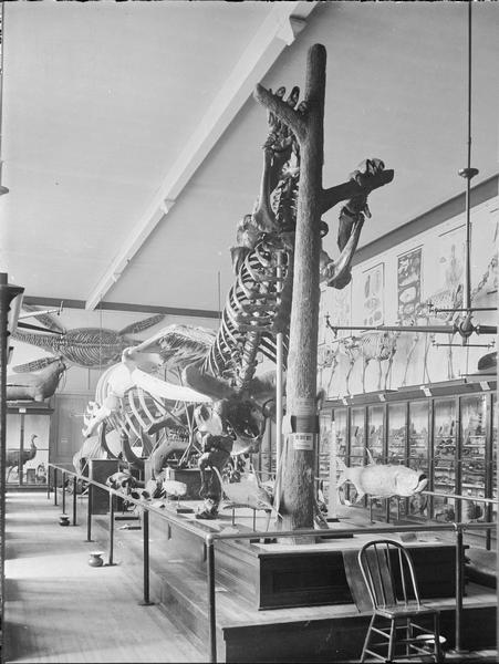 View of natural history objects at Milwaukee Public Museum, including skeletons, stuffed birds and fish. There are two cuspidors on the floor in front of exhibit barriers.