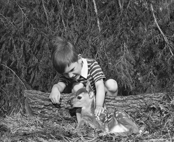 Young boy petting a fawn deer.