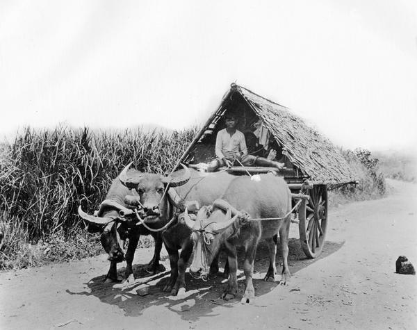 Workers transporting twine fibre (fiber) using  water buffalo and a wooden cart in the Philippines. The fibre was likely used by International Harvester for the manufacture of binder twine.