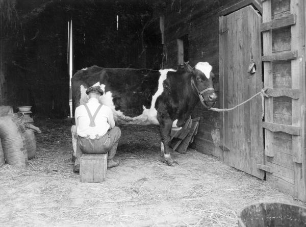 Man sitting on a crate milking a cow by hand inside a barn on the farm of Hal Ament.