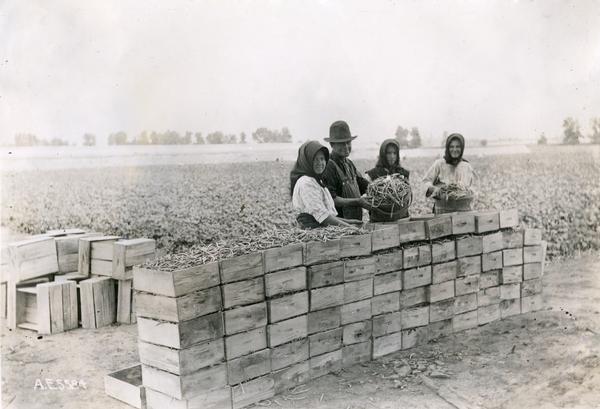 Three women and a man dumping the beans they've picked into wooden containers at a vegetable garden northwest of Chicago.