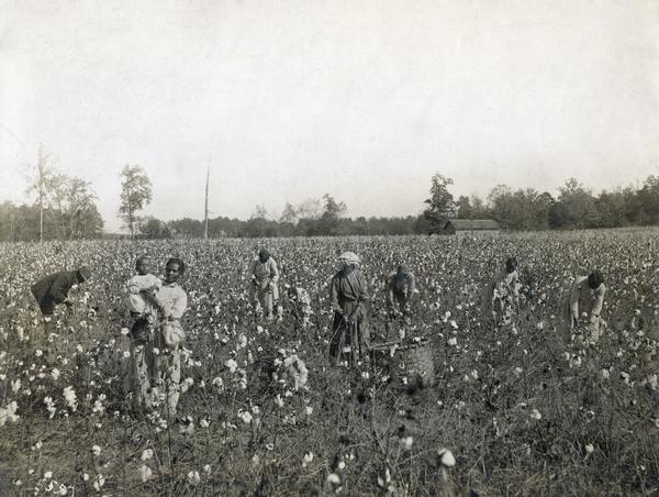 Men, women, and children - likely tenant farmers or "sharecroppers" - picking cotton by hand.
