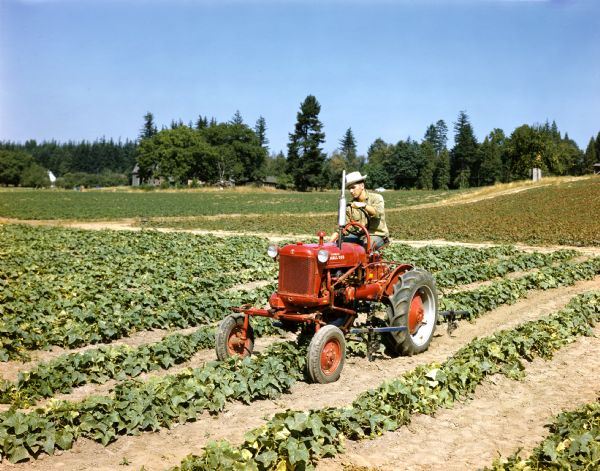 View of a farmer cultivating a field with a McCormick Farmall Cub tractor and attached cultivator.
