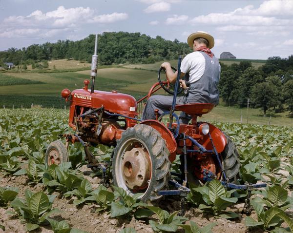 Color photograph of a farmer in a tobacco field on a McCormick-Deering Farmall Cub tractor with attached cultivator.