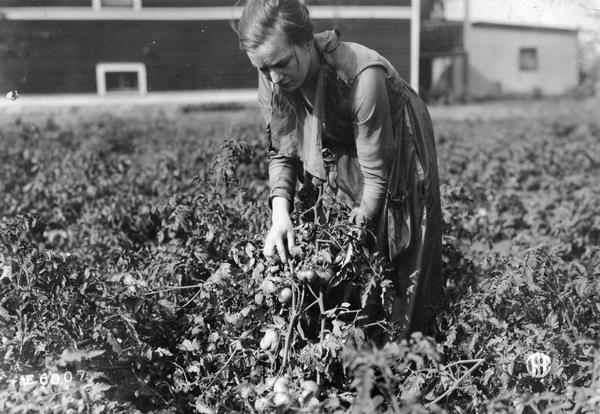 Woman handling tomato plants in a vegetable garden.