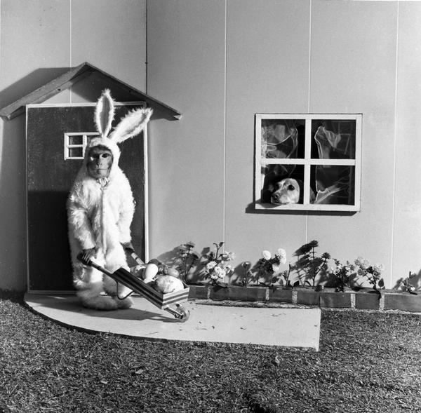 Gloria Peebles' Busy B's animal act featuring a monkey in a rabbit costume pushing a wheelbarrow while a dog looks on through the window of the playhouse.