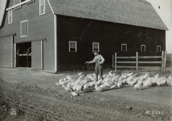 A boy is feeding a flock of chickens near a fence and a barn. Two horses are standing inside the open doorway of the barn.