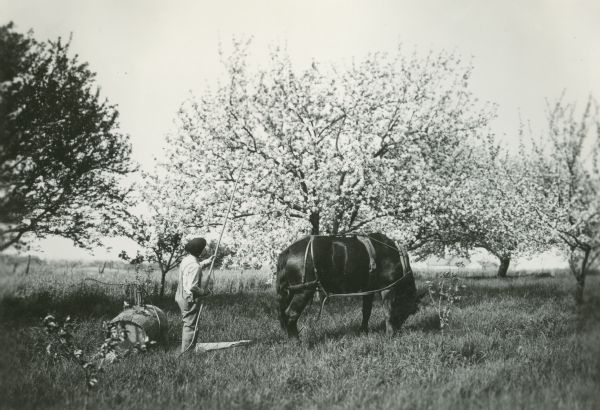 A man is using a barrel sprayer to apply pesticide to a fruit tree on Prof. Holden's farm.