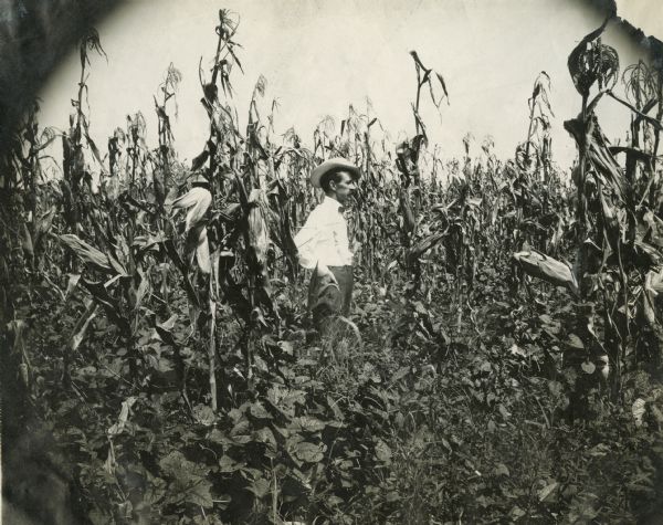 View of a man standing in a cornfield.
