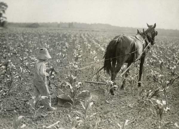 John Raab dragging a mower wheel through a cornfield to conserve moisture.