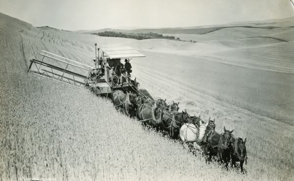 Harvester-Thresher (combine) on a hill in a field drawn by a team of eleven horses.