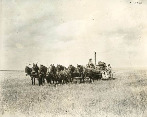 A farmer is using a large team of mules and horses to pull a harvester-thresher (combine) through a field.
