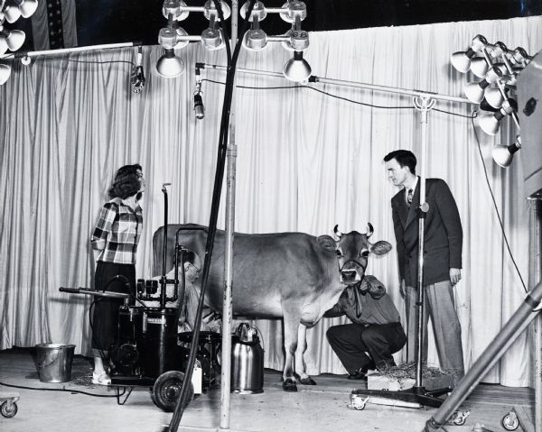 A cow and its handlers standing under lighting to be filmed for a television broadcast at the Iowa State Fair.
