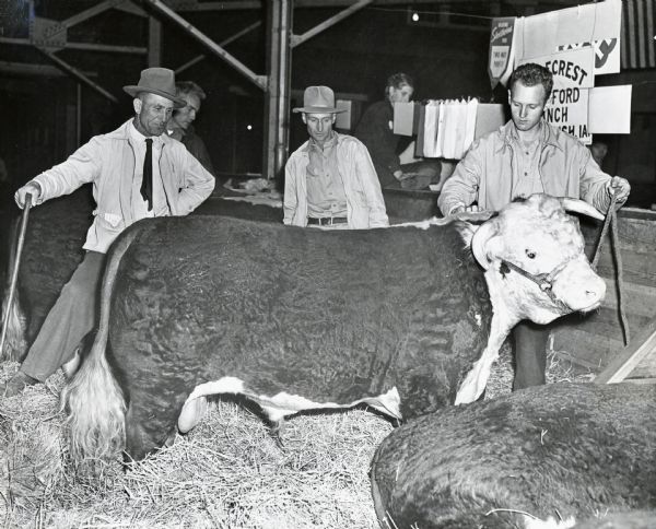 Three men look at the first-prize bull in a pen at the Iowa State Fair. The original caption reads: "John Minish(?), North English, Iowa. 1st prize jr. yearling bull - second prize in open."