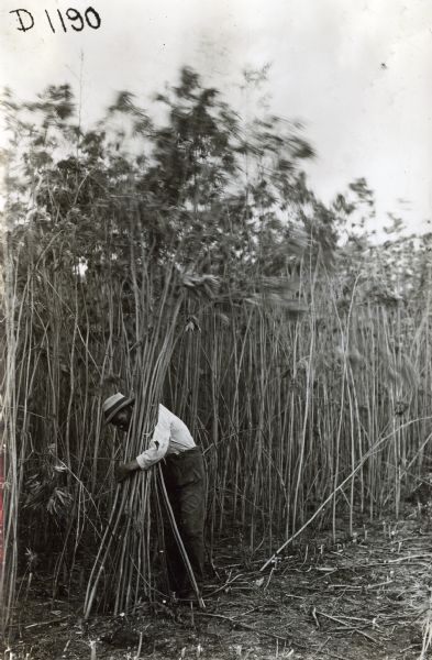 A man in a field gathering long stalks of hemp into a bundle. The hemp was used to produce binder twine.