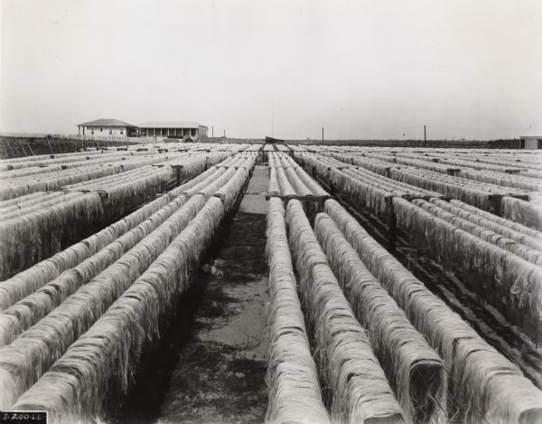 International Harvester sisal plantation in Cuba. Original caption reads: "Cuba plantation. Sisal fibers are shown here drying in the sun. The sun also tends to bleach the fibers to a golden yellow."