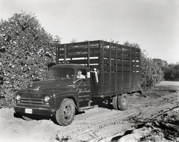 A man drives an International L-170 truck owned by Tal-Wi-Wi Ranches down a dirt road past grapefruit trees. The original caption reads, "The recently purchased International L-170 motor truck shown herewith serves as a general purpose hauling unit on the 1125 acre Tal-Wi-Wi ranch near Phoenix, Arizona. This ranch, owned by Colonel Dale Bumstead, and established in 1926, has become famed not only for its production of fruit (grapes, citrus, and dates) but also for its herd of 300 head of registered Herefords. With 15-foot stock rack, the truck serves as a convenient cattle hauling unit. It is also regularly used to haul cases of fruit packed at a plant located on the ranch to a nearby railroad siding. In the illustrations the truck is first shown with its load of cased grapefruit going down a lane on the ranch beside a grapefruit grove and next at the railroad siding.
Five motor trucks serve the Tal-Wi-Wi ranch. Four of these are Internationals. Some 120-acres of the ranch are in grapefruit and oranges; 260 acres in grapes (Thompson seedless and Cardinal varieties); 35 acres in dates; and the rest in Alfalfa and grain. Tal-Wi-Wi is a Hopi Indian name meaning "the fertile land the sun first shines upon." Mailing address of the ranch is Peoria, Arizona."
