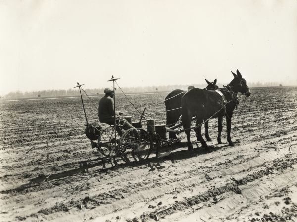 Young African-American man sitting on a P&O planter pulled by mules on the plantation of Mrs. William H. Stovall.