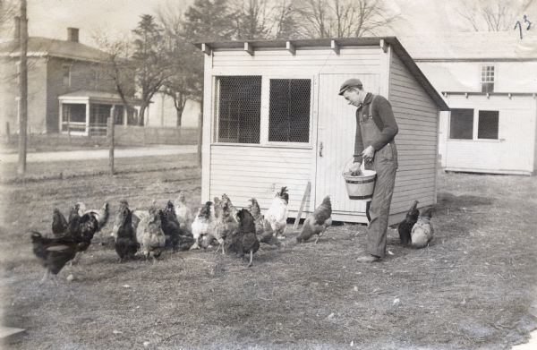 A man stands outside a chicken coop at the Ohio Agricultural Experiment Station while feeding a flock of chickens from a wooden pail.