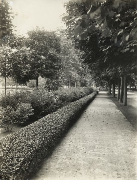 Group planting of a low hedge line along tree-lined sidewalk in suburban area. The original caption identifies it as "well-executed."