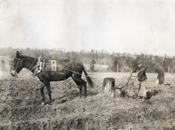 Left side view of Earle Morris using a walking plow pulled by a mule in a field pitted with tree stumps.