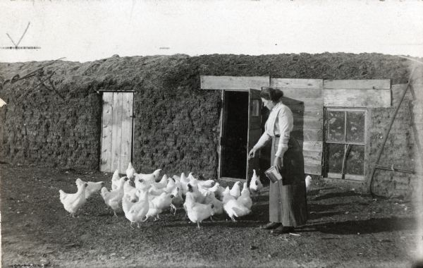 A woman uses a metal pail to feed a flock of White Wyandotte chickens near what appears to be a sod chicken coop.