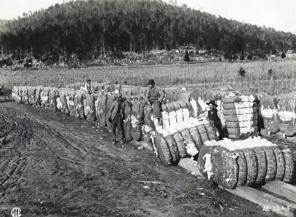 Men with Cotton Bales A man sits on a bale of cotton piled on top of wooden boards in a field. Two men stand near him and another man or young boy sits on a bale in the background. In the far background on the right are farm buildings.