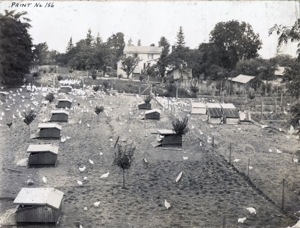 Chickens stand in a fenced-in yard among rows of poultry houses. A farmhouse and other buildings stand in the background.