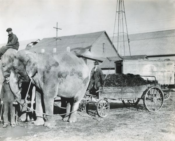 Two elephants pull a McCormick-Deering No. 2 manure spreader. One man is sitting on the head of the elephant on the far left, while another man stands on the ground holding the other elephants trunk. Another man is sitting on front of the manure spreader. In the background is a trailer and farm buildings.