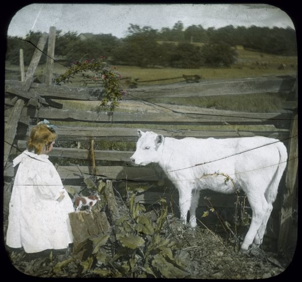 Girl with Toy Cow near Calf A girl wearing a long white dress and a bow in her hair is standing near a toy cow that has been placed on a stump. The girl is looking at a white calf standing at a fence nearby. Hand-tinted lantern slide.