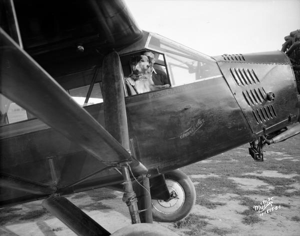 Merle Buck Ready for Flight Merle Buck and a dog in the cabin of "Miss Madison," a TravelAire airplane, at the Madison airport.