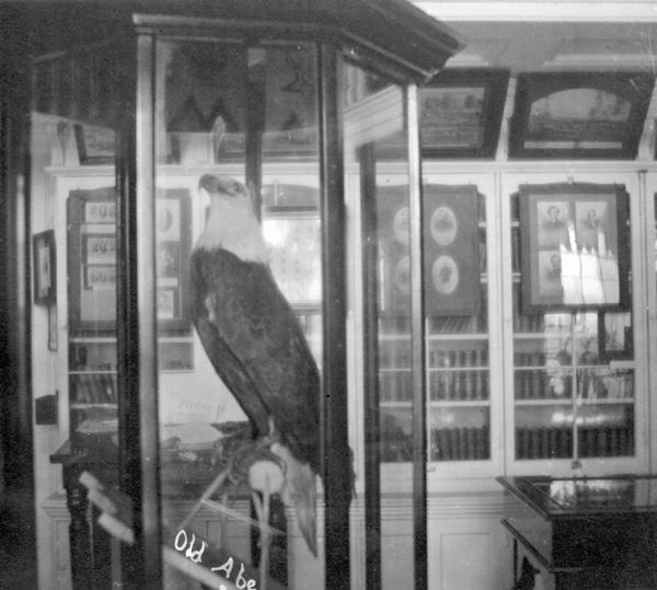 "Old Abe," the famous eagle mascot of the 8th Wisconsin Infantry, on exhibit in the G.A.R. Museum in the third Wisconsin State Capitol. This photograph was taken only a few weeks before the disastrous fire of February 26-27, 1904 which destroyed Old Abe as well as most of the Capitol building. Contrary to popular myth, Old Abe did not die in the fire. The eagle died in 1881, but was stuffed and mounted for public display. It was this stuffed bird that was destroyed.