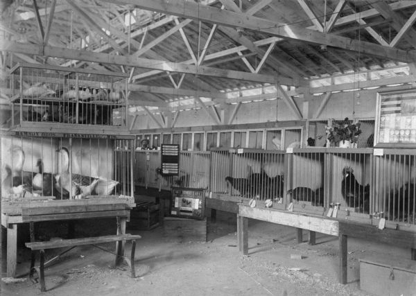 Interior of the Poultry Building at the Wisconsin State Fair, showing some poultry on display.