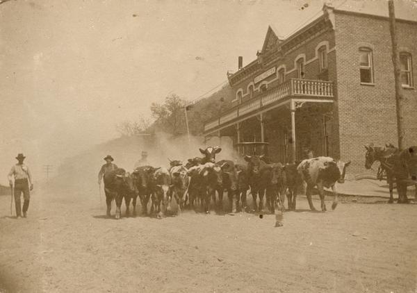 Farmers driving their cattle to a stockyard near the Burlington Depot, a weekly occurrence.