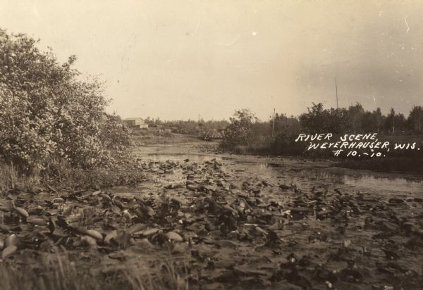 A river scene, presumably Soft Maple Creek. Caption reads: "River Scene, Weyerhauser, Wis."