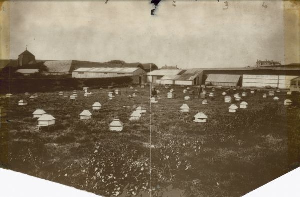 A portion of Simmins' home apiary. Two men working with bees, plus a few buildings, which are (from left to right): the factory, the apiary workshop, the experimental room and the house in the distance.
