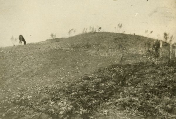 A horse grazes near Native American burial mounds on the Dividing Ridge, a recessional moraine, between Lakes Monona and Wingra in Madison, Wisconsin. The mounds, and the ridge they stood on, were subsequently quarried away by gravel miners. Part of the area became South Park Street.