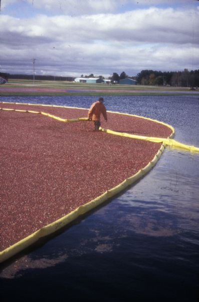 Cranberry harvest at Warrens, the self-proclaimed cranberry capital of Wisconsin.