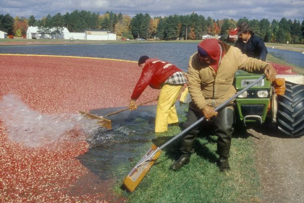 Cranberry harvest at Manitowish Waters.