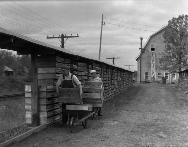 Two workmen stack crates of cranberries in an open air drying shed. The original caption which was supplied by the Agriculture Department noted that Wisconsin's cranberry harvest then yielded about 40,000 barrels of fruit and it ranked either second or third, depending upon the year, in overall production.