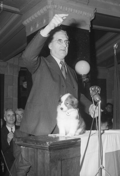 Senator Jess Miller auctioning a Collie puppy in front of a WIBA microphone in the Wisconsin State Capitol. Governor Goodland donated the proceeds of the sale, $325, to the Red Cross mobile disaster unit.