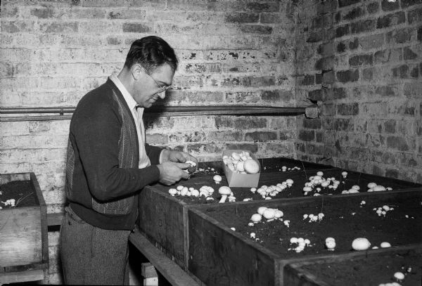 B.B. Stoller tending the University of Wisconsin mushroom garden in the "hole in the ground" which is a bricked and vaulted recess located in the hillside near the botany building. Mr. Stoller had patented a fertilizer in which mushrooms could be grown commercially, and was performing experiments on cultivating mushrooms which would result in lower commercial prices. Mr. Stoller had been doing research on mushrooms for the previous 10 years and was on leave at the University for the past 16 months from L.F. Lambert Mushroom Company, Coatesville, Pennsylvania. This underground cavern is where the famous Stephen Moulton Babcock and H.L. Russell perfected experiments in the cold curing of cheese.