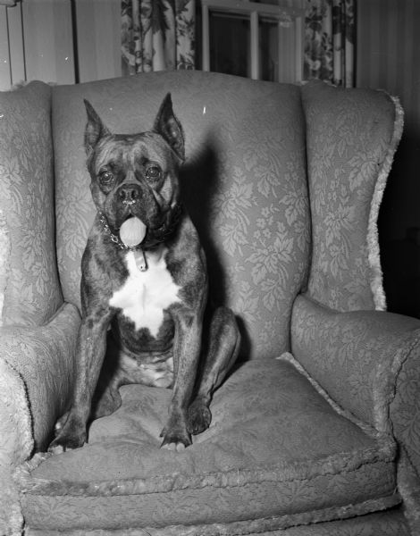 Alfa, German Boxer Dog Alfa, a German Boxer dog brought from Italy by Mrs. Marshall Jacobson, an army wife living at 4141 Mandan Crescent.